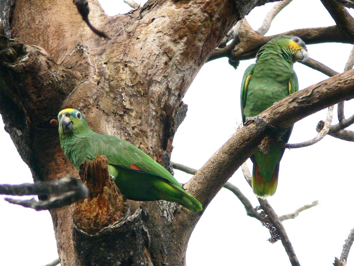 Orange-winged Parrot - Steven Mlodinow