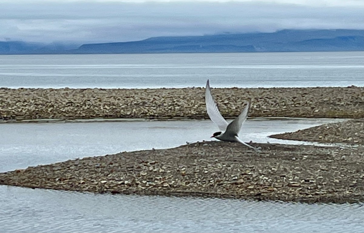 Arctic Tern - ML472763711