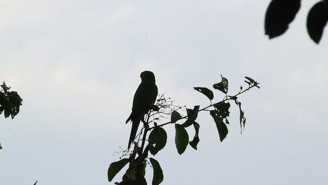 Scarlet-fronted Parakeet - ML472765