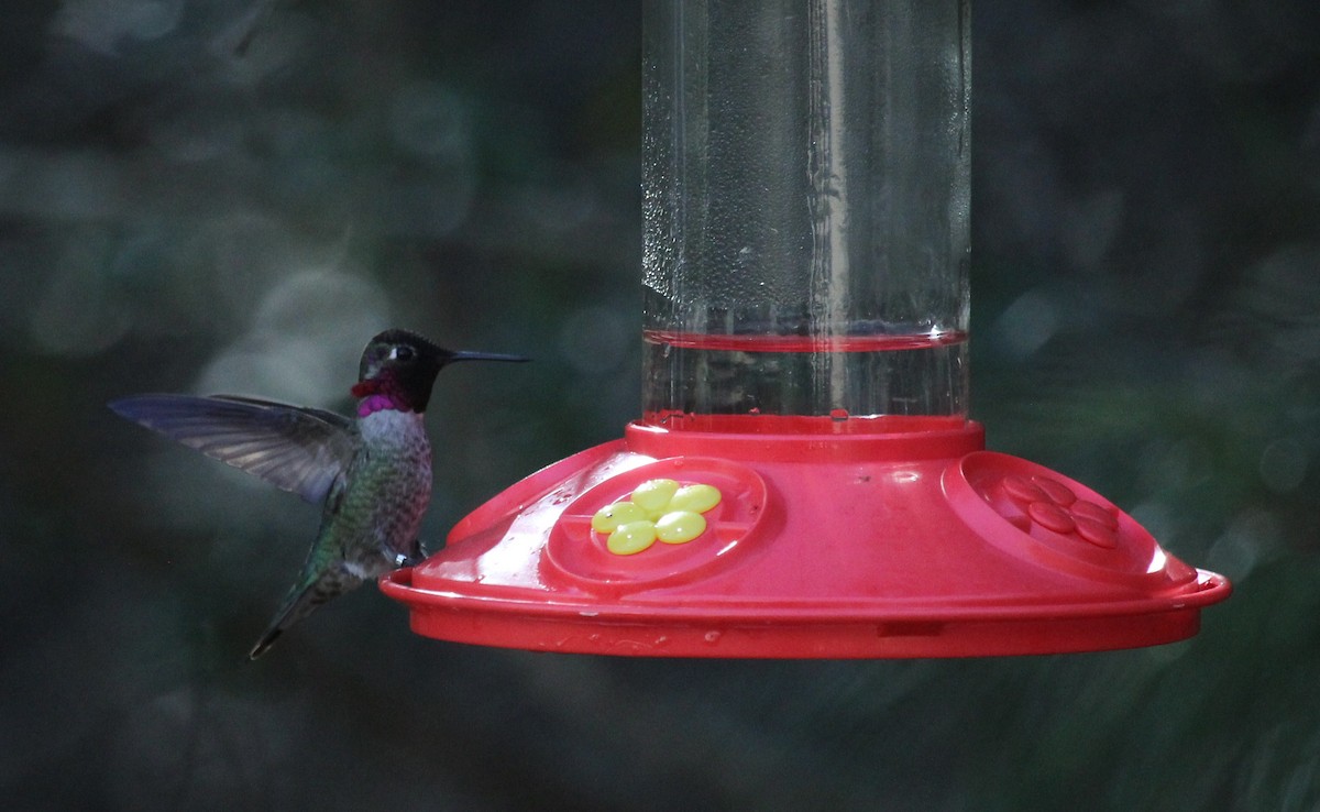 Anna's Hummingbird - ML47276521