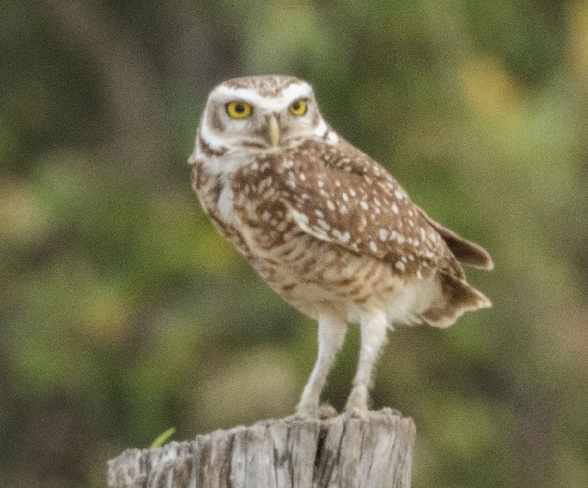 Burrowing Owl - ML472765701