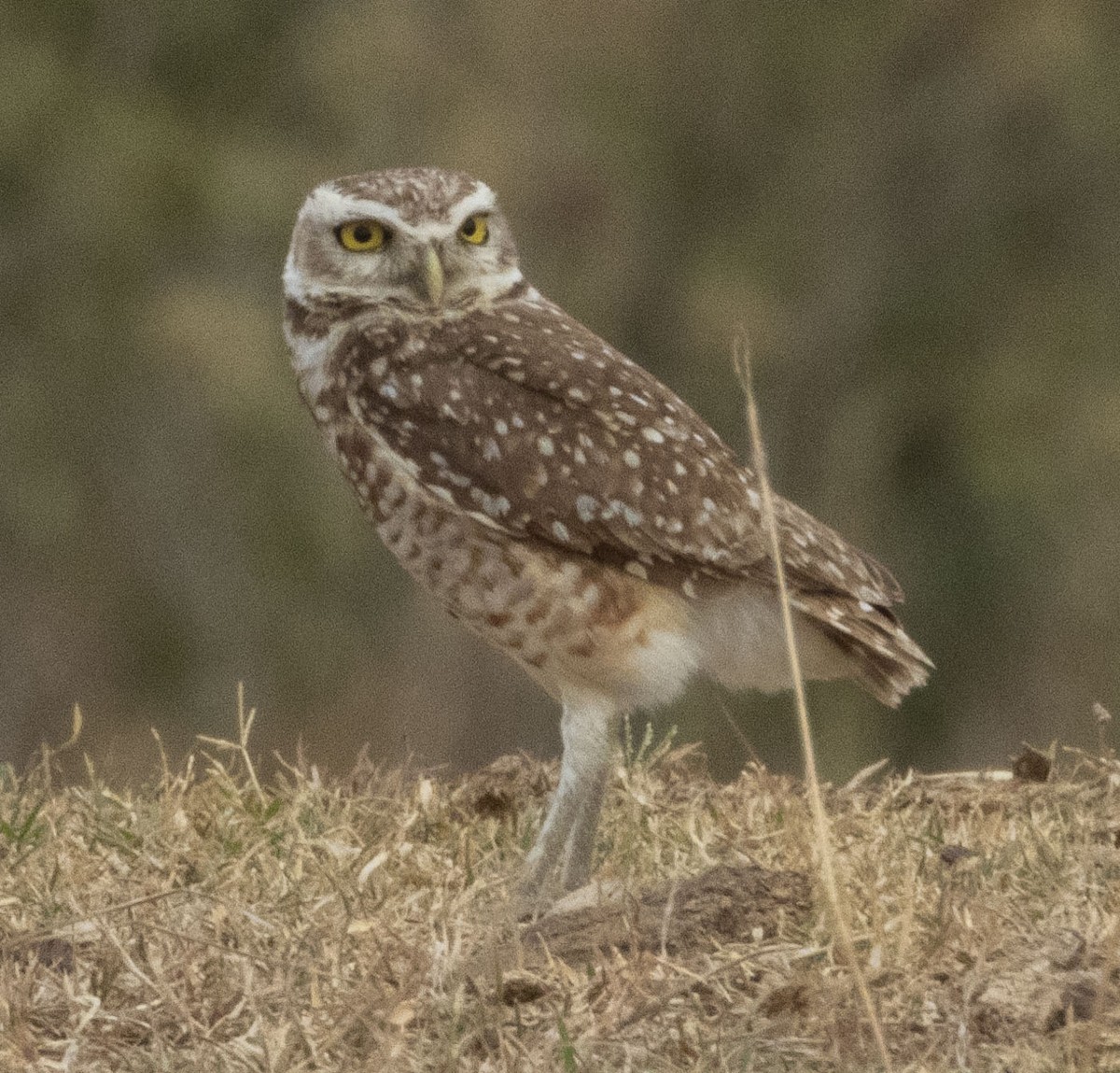 Burrowing Owl - ML472765721