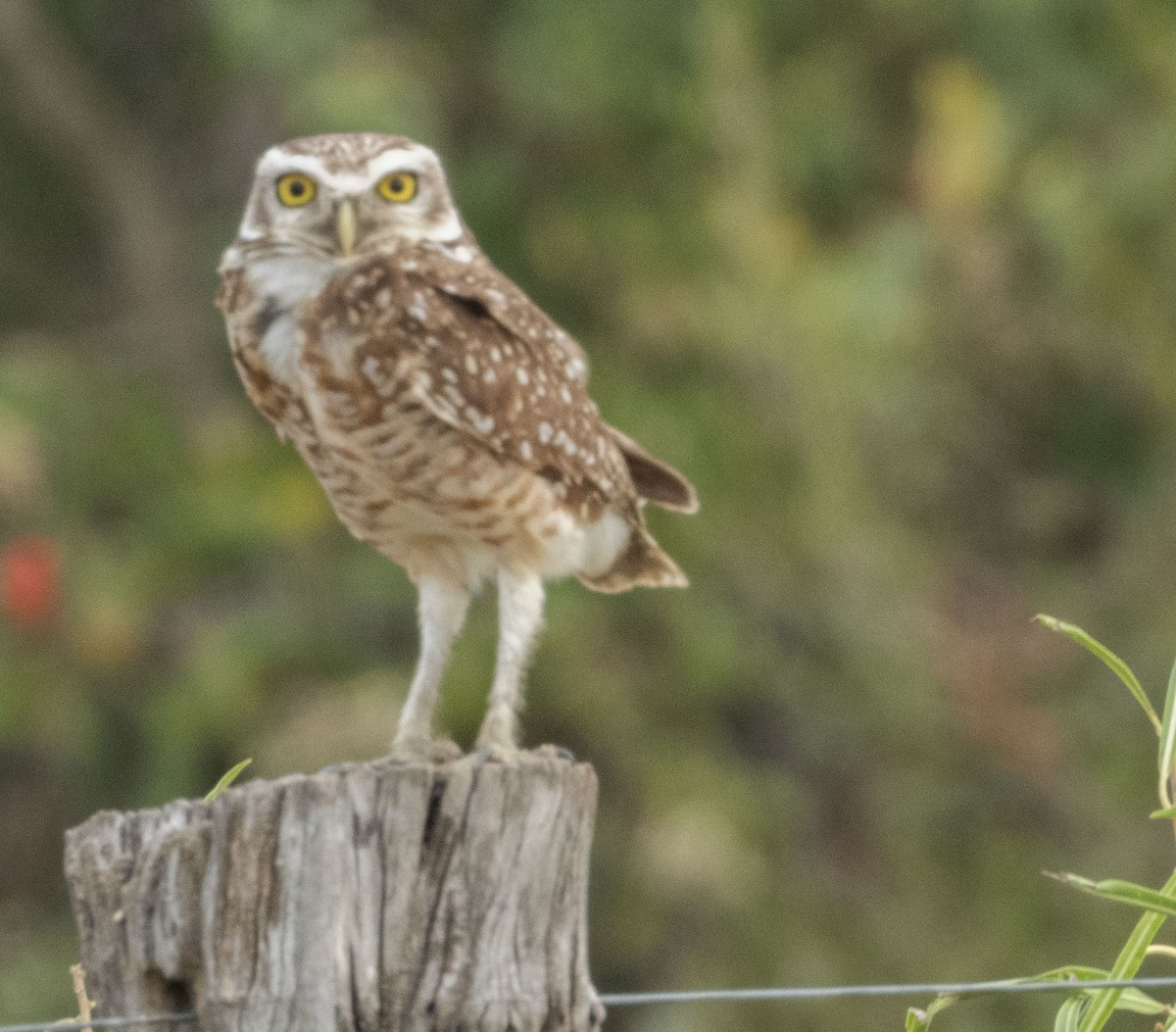 Burrowing Owl - ML472765761