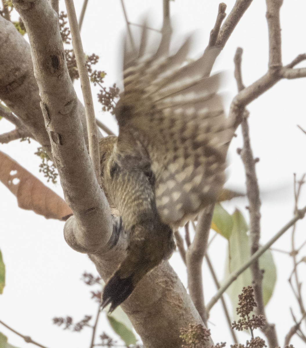 Little Woodpecker - ML472765961