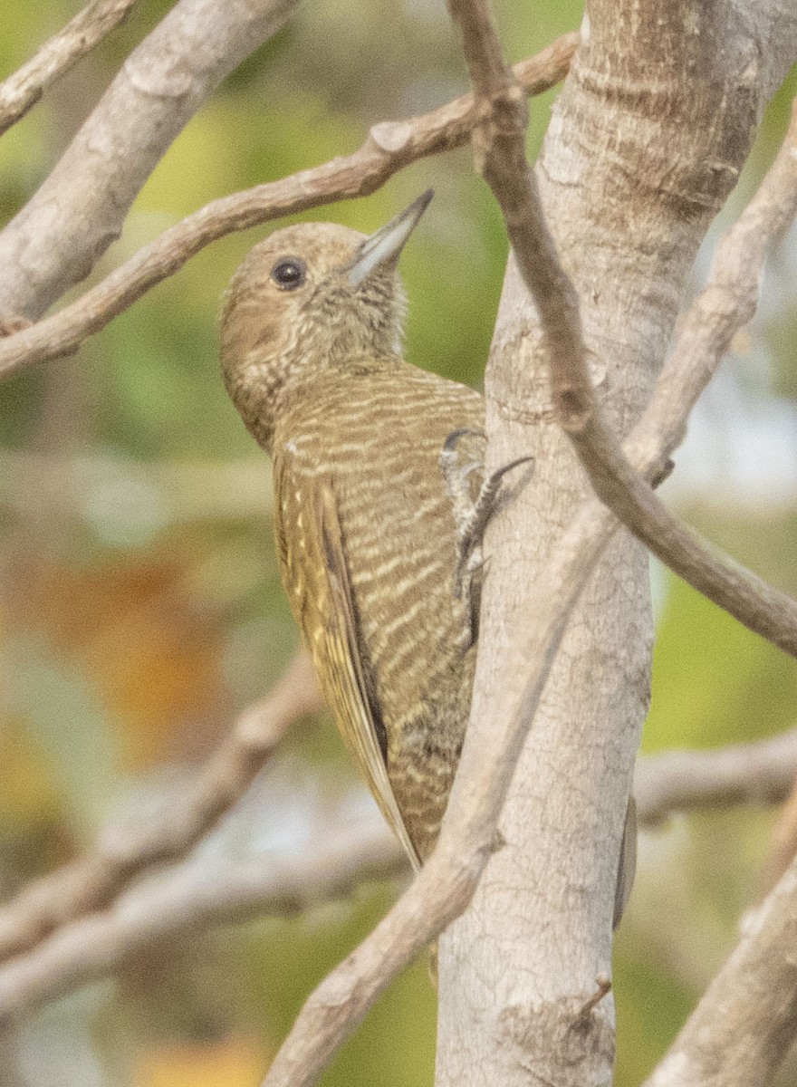 Little Woodpecker - ML472766051