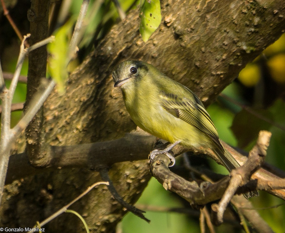 Yellow-olive Flatbill - ML472766521