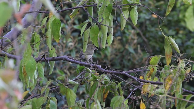 Віреончик чагарниковий [група flavipes] - ML472769