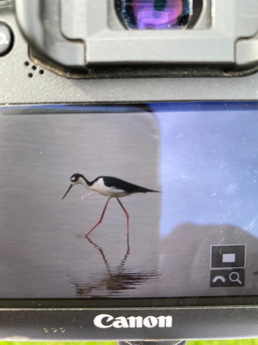 Black-necked Stilt - ML472769991