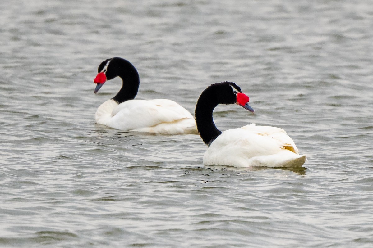 Black-necked Swan - ML472771301