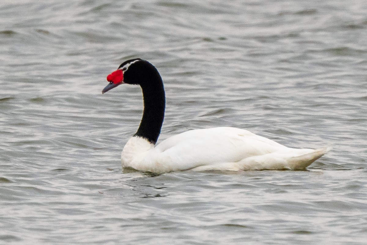 Black-necked Swan - ML472771331