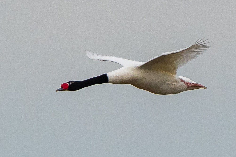 Black-necked Swan - ML472771341
