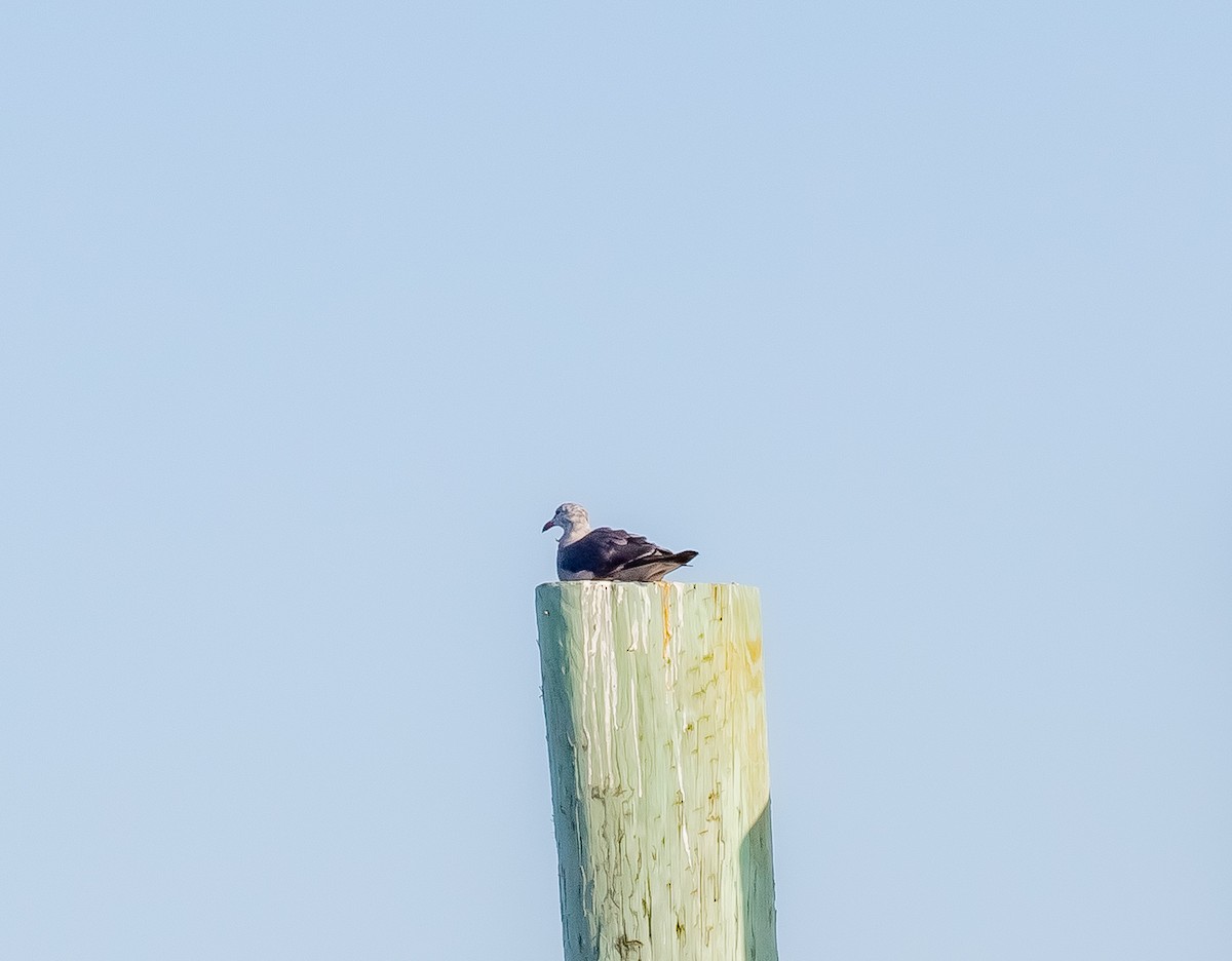 Heermann's Gull - ML472771591