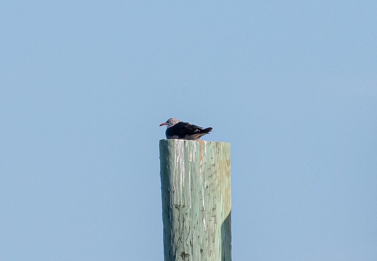 Heermann's Gull - ML472771621