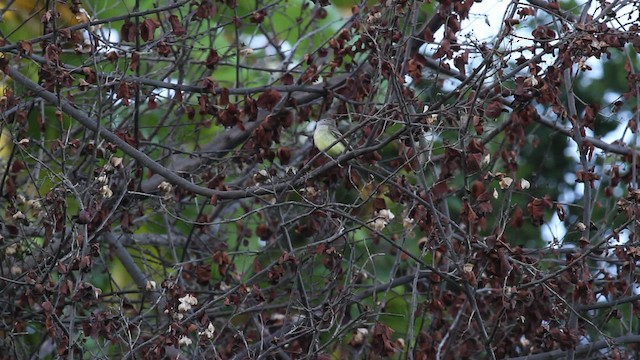 Northern Scrub-Flycatcher - ML472772