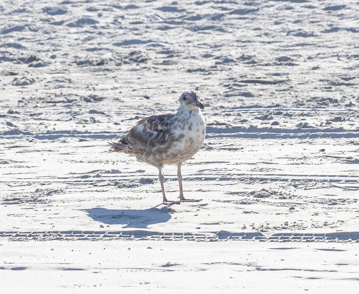 American Herring Gull - ML472772321