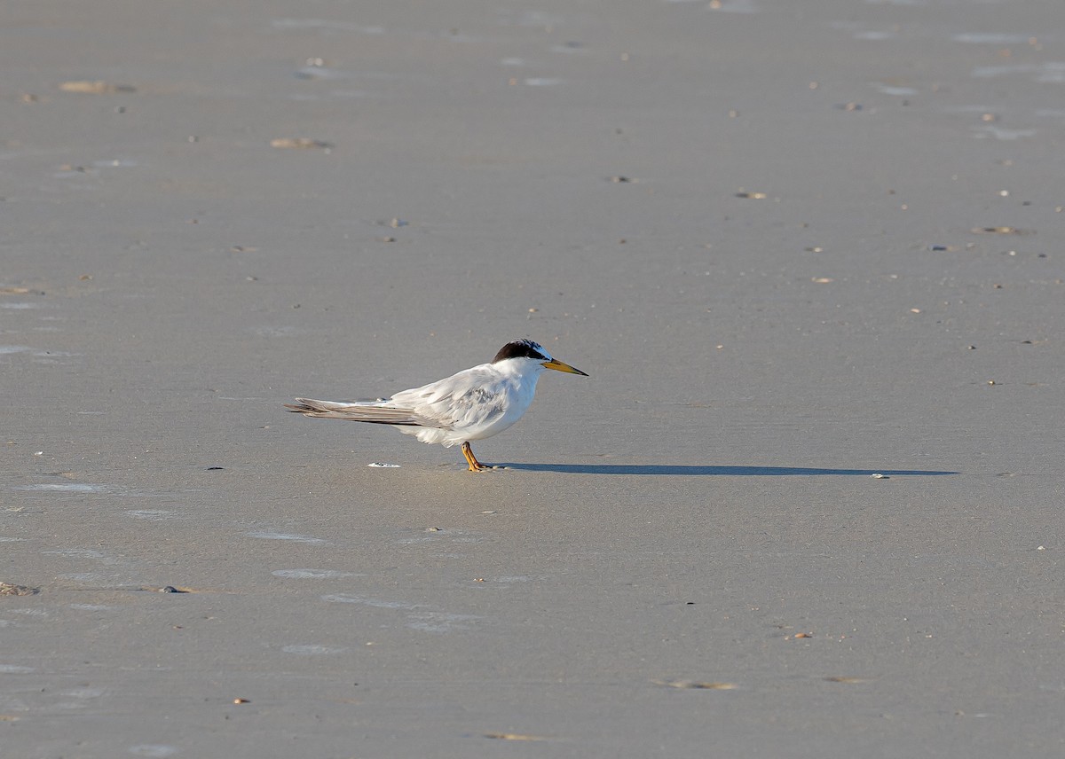 Least Tern - ML472772331