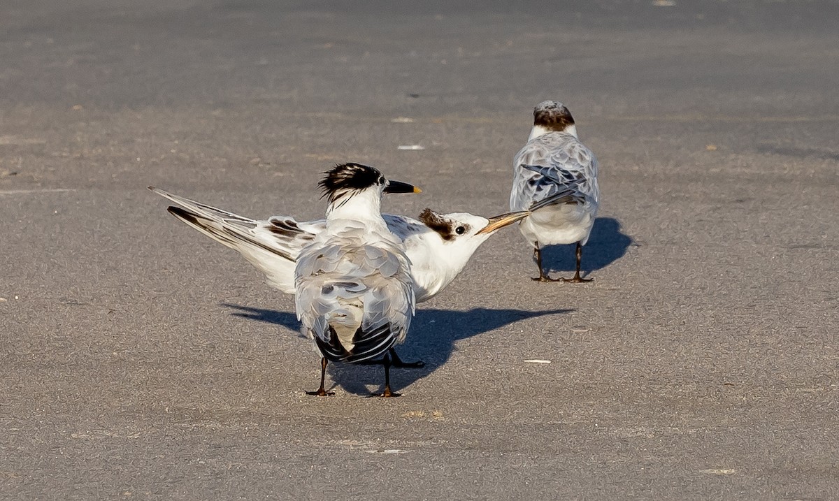 Sandwich Tern - ML472772571