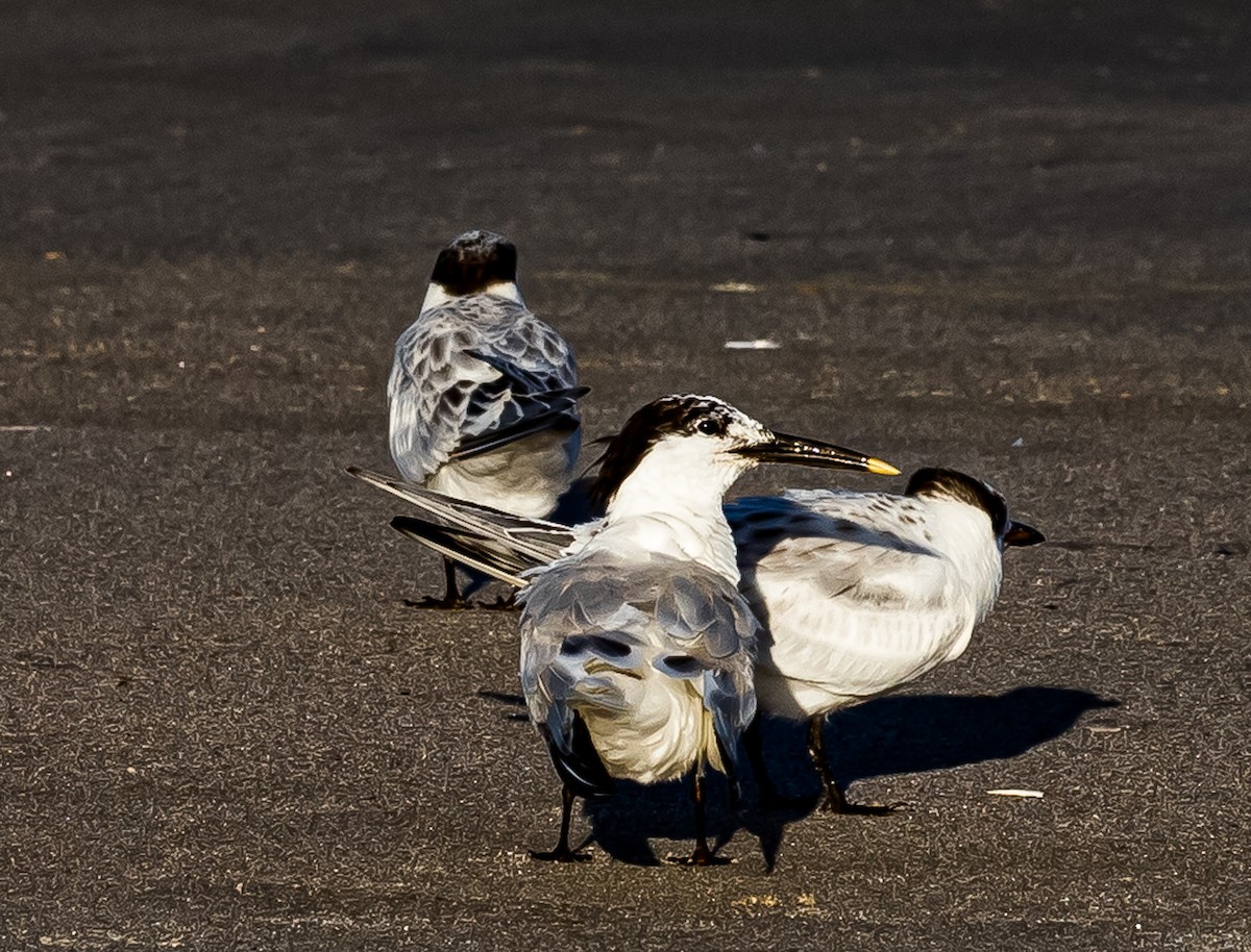 Sandwich Tern - ML472772581