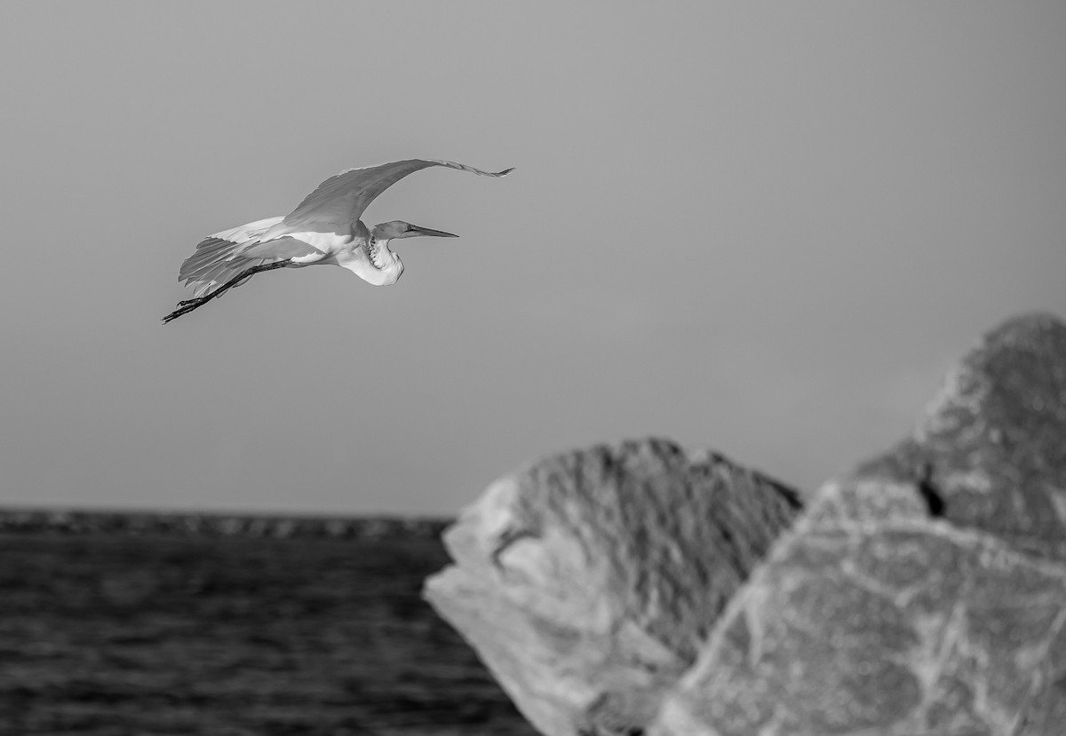 Great Egret - ML472772611