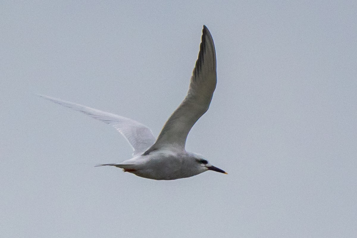 Snowy-crowned Tern - ML472773551