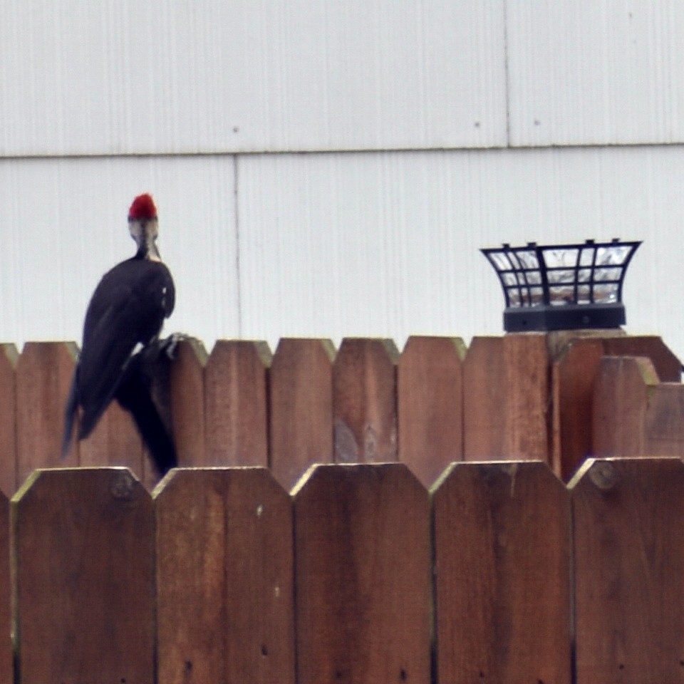 Pileated Woodpecker - ML472774401