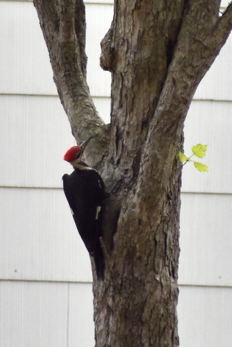 Pileated Woodpecker - ML472774411