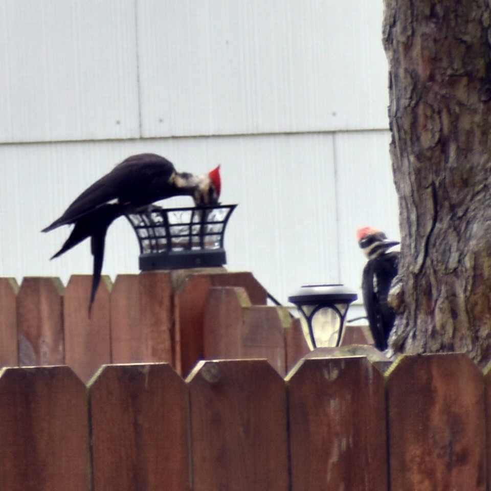 Pileated Woodpecker - ML472774421