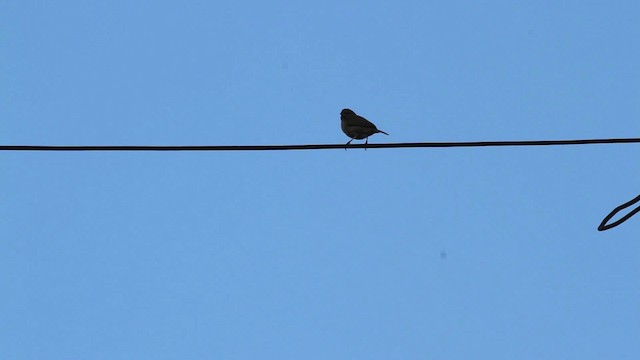 Black-faced Grassquit - ML472775