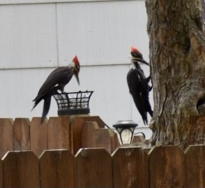 Pileated Woodpecker - ML472775171