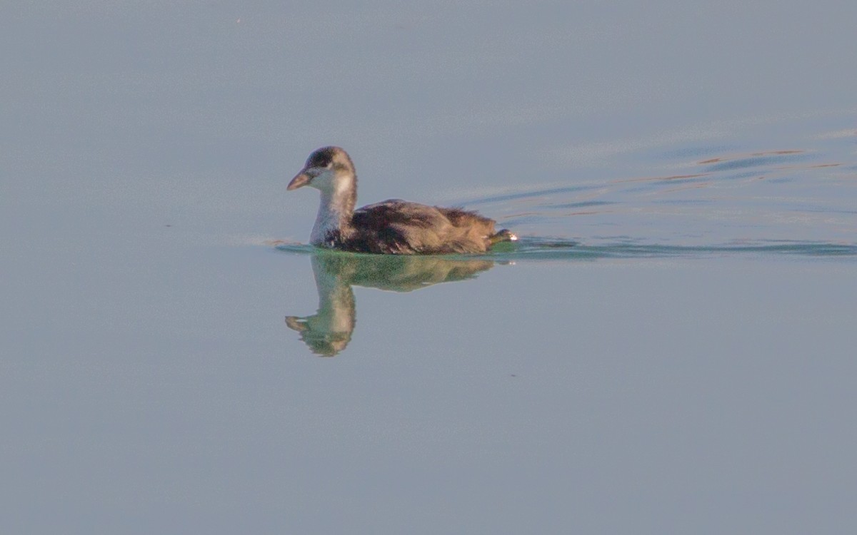 Eurasian Coot - ML472775461