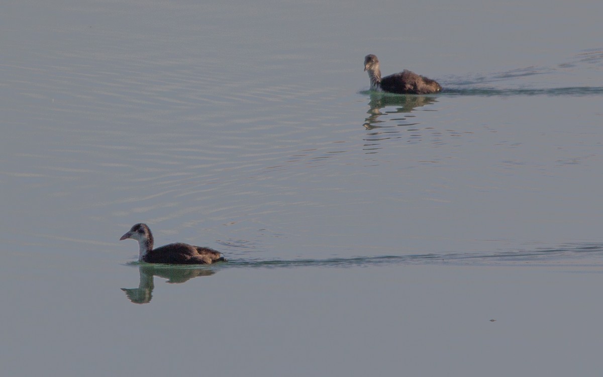 Eurasian Coot - ML472775481