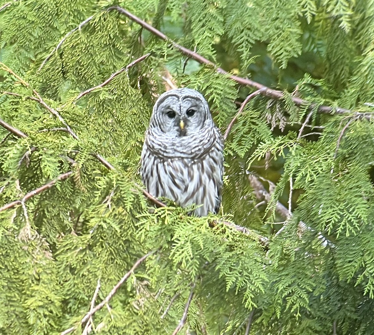 Barred Owl - ML472776171