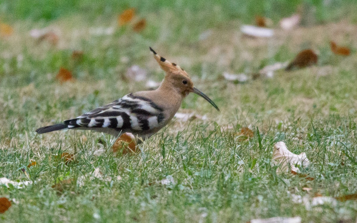 Eurasian Hoopoe - ML472776621