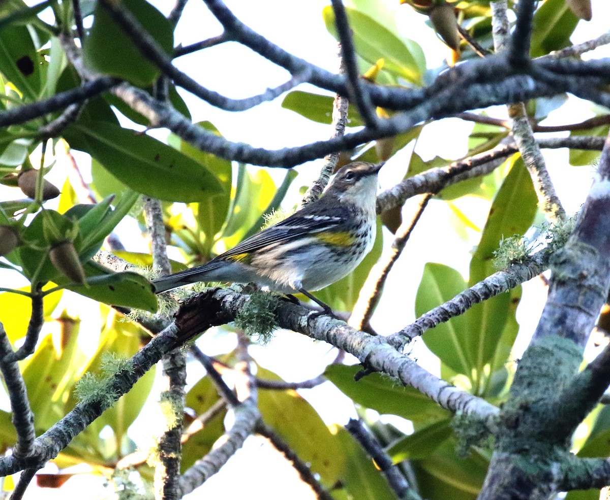 Yellow-rumped Warbler - ML47277721