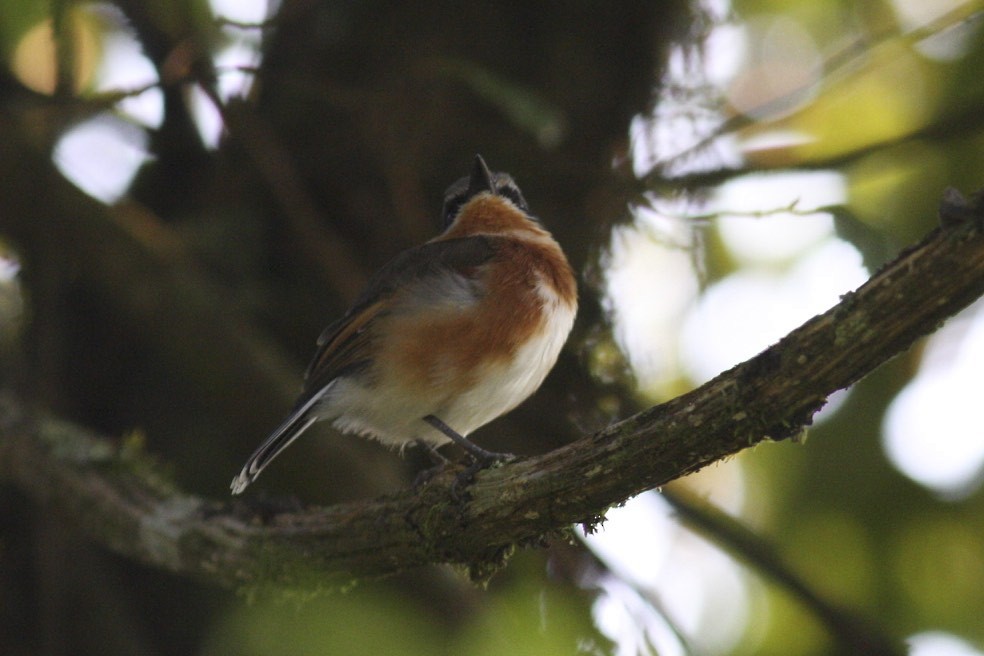 Cape Batis (Gray-mantled) - ML47277761