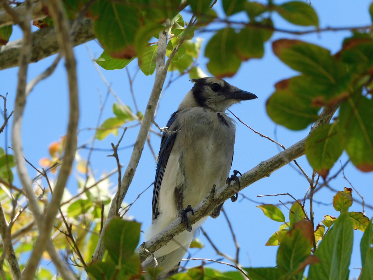 Blue Jay - ML472778321