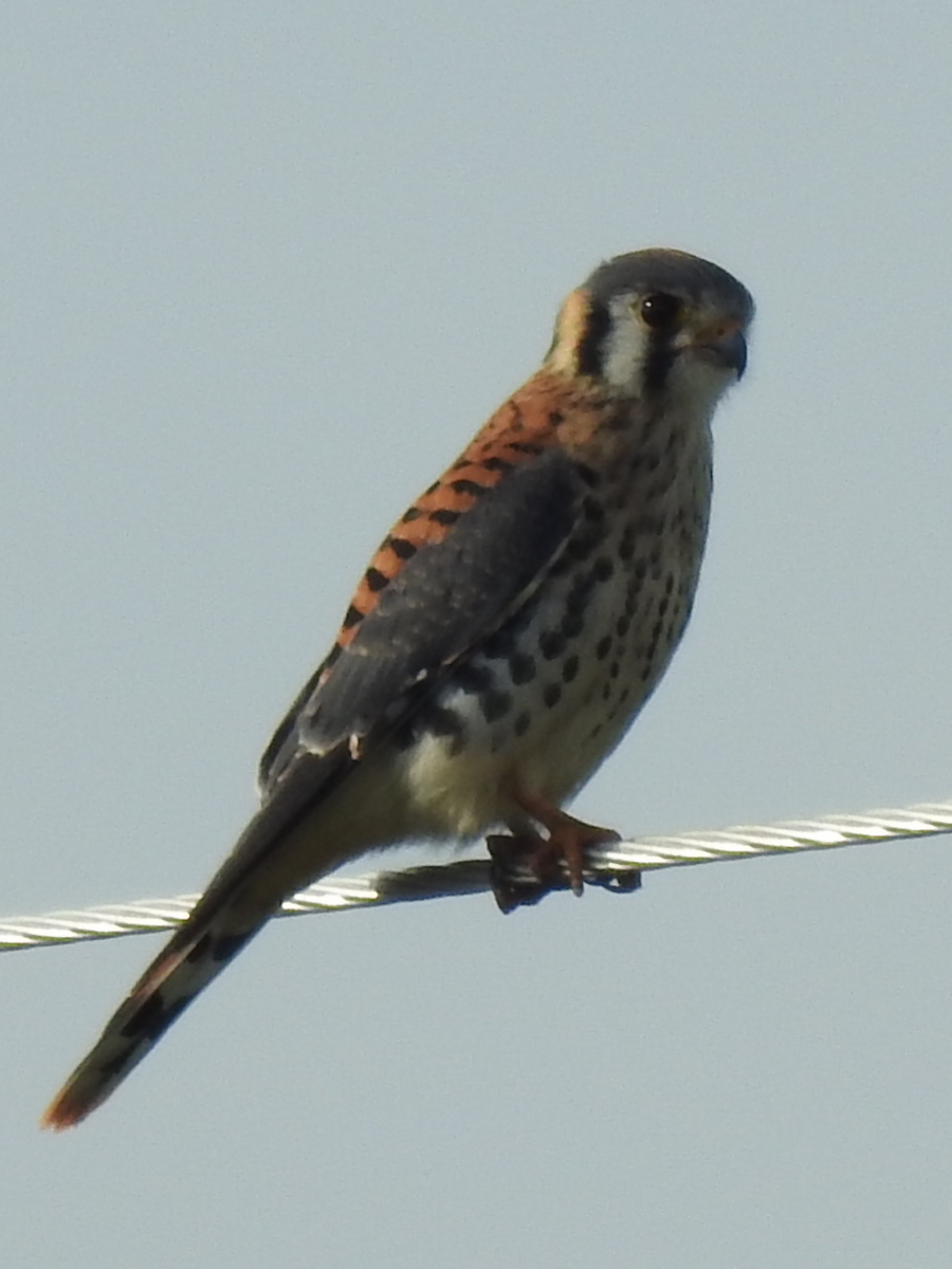 American Kestrel - ML472778941