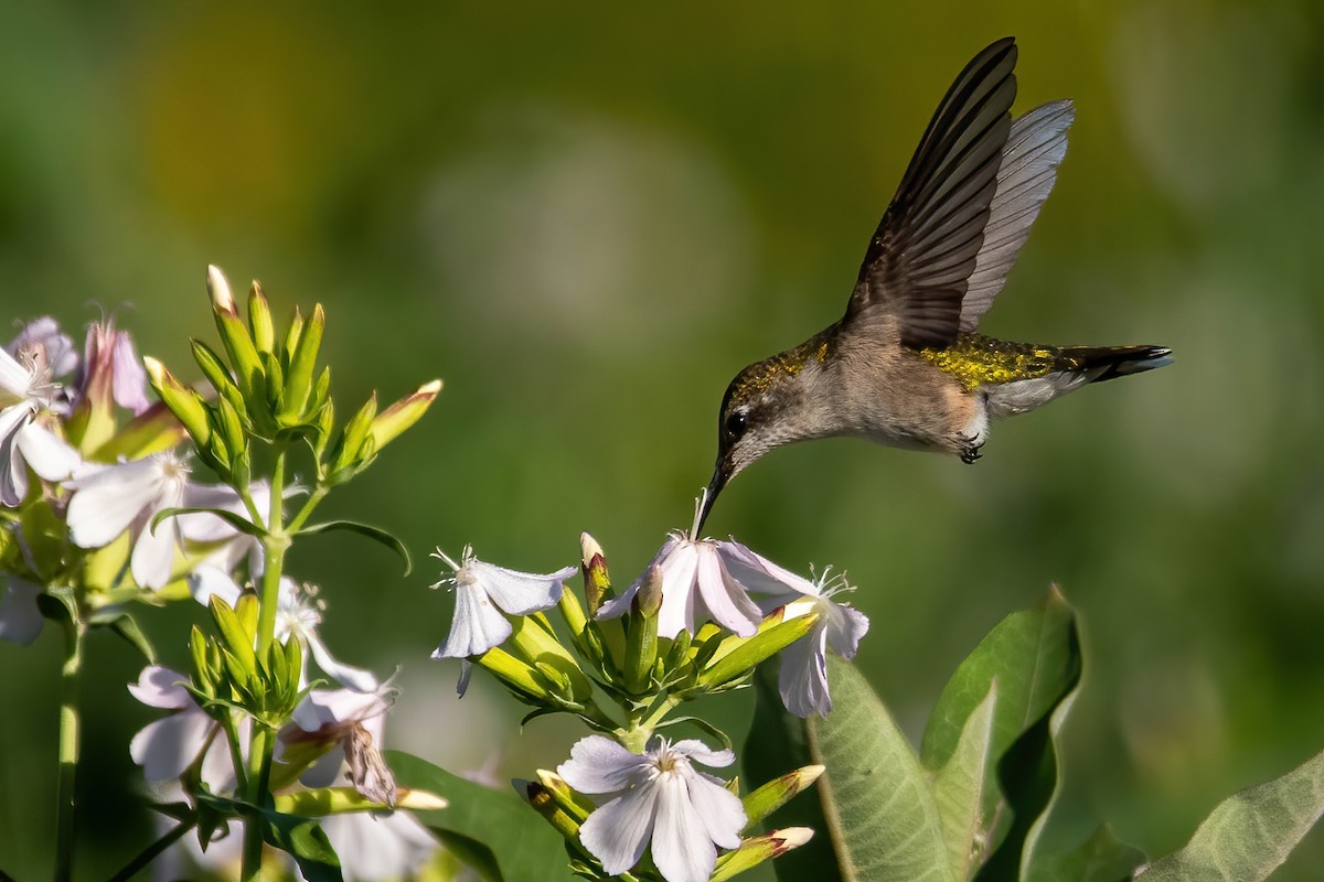 Ruby-throated Hummingbird - Nancy Wilcox