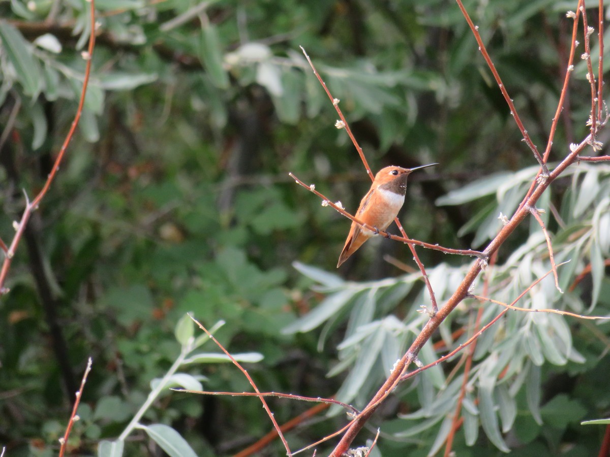 Rufous Hummingbird - Andrew Shepherd