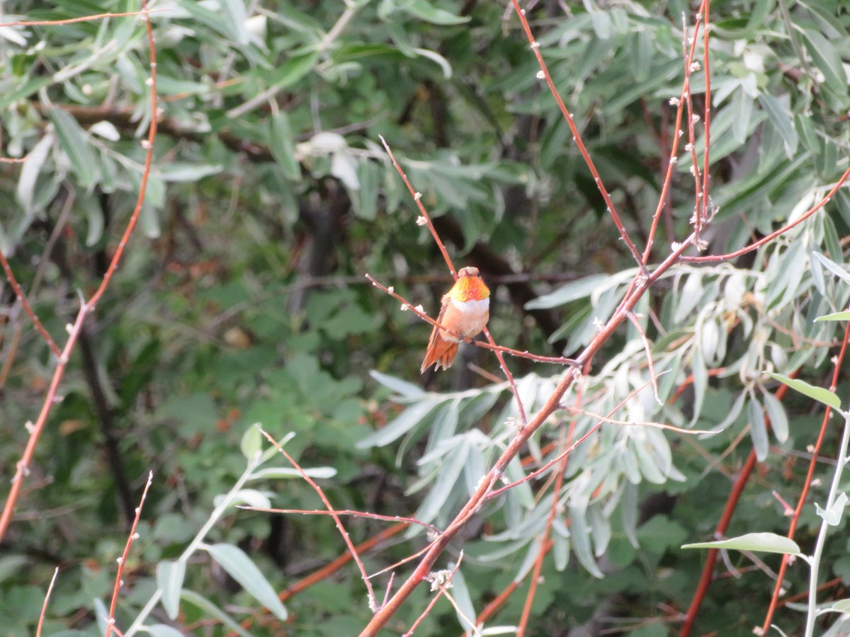 Rufous Hummingbird - Andrew Shepherd