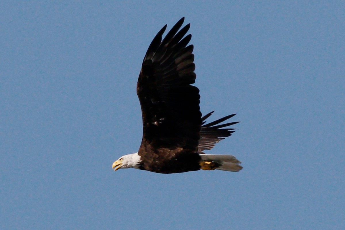 Bald Eagle - ML472781001