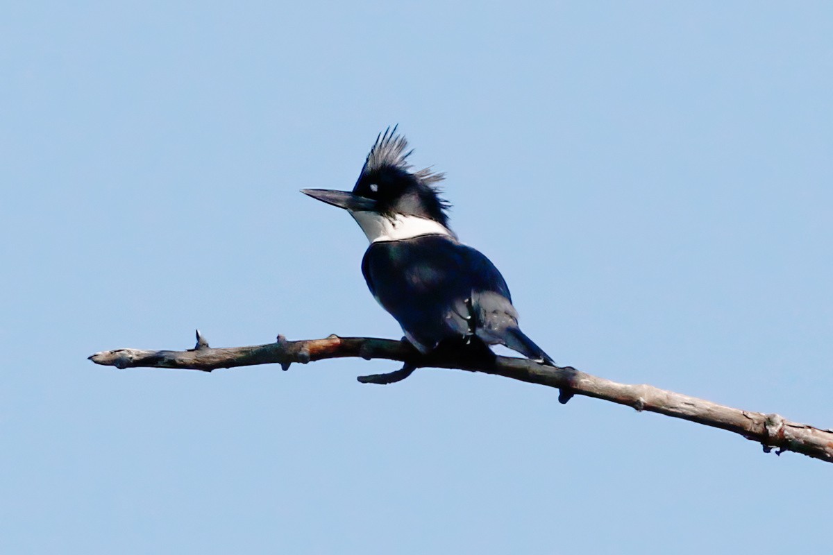 Belted Kingfisher - ML472781191