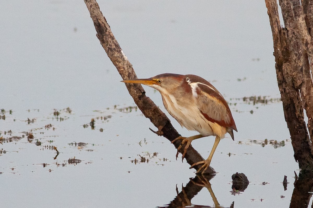 Least Bittern - Tom Foley