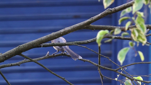 フナシマネシツグミ（gilvus グループ） - ML472782