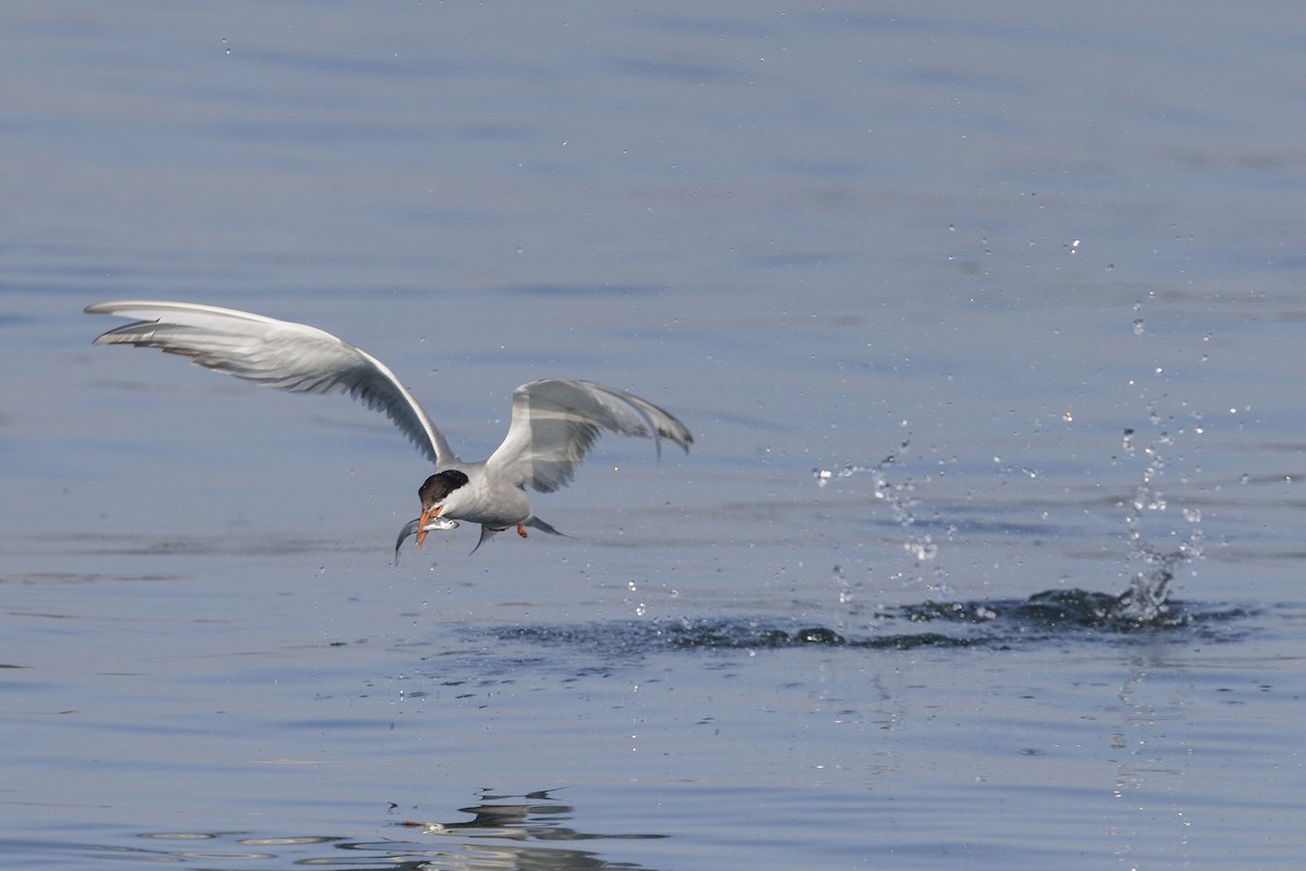 Common Tern - Bob MacDonnell