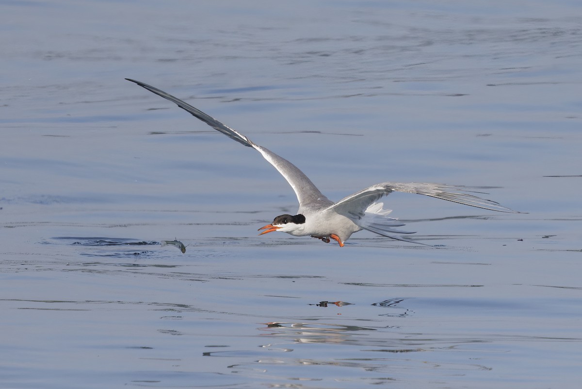 Common Tern - Bob MacDonnell