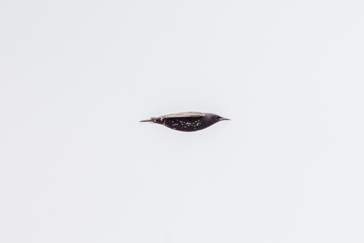 Хар тодол - ML472783091