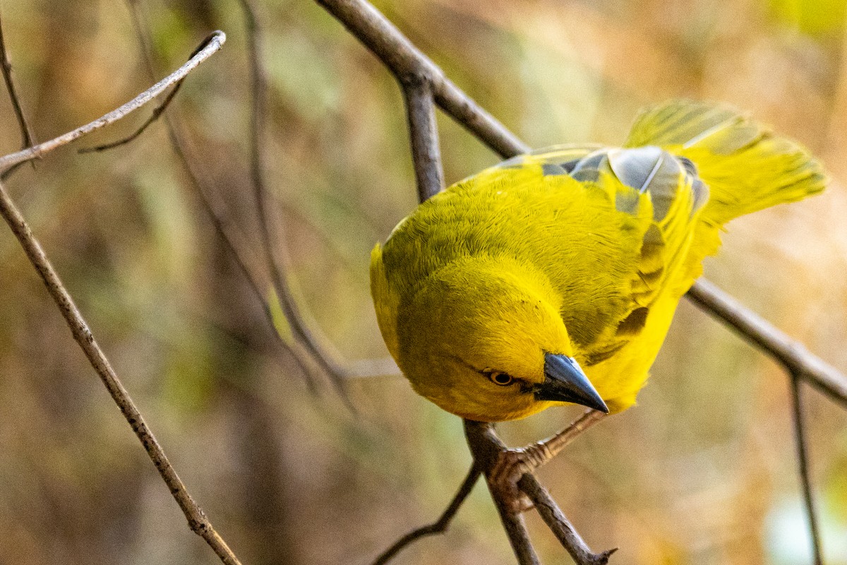 Holub's Golden-Weaver - ML472783241