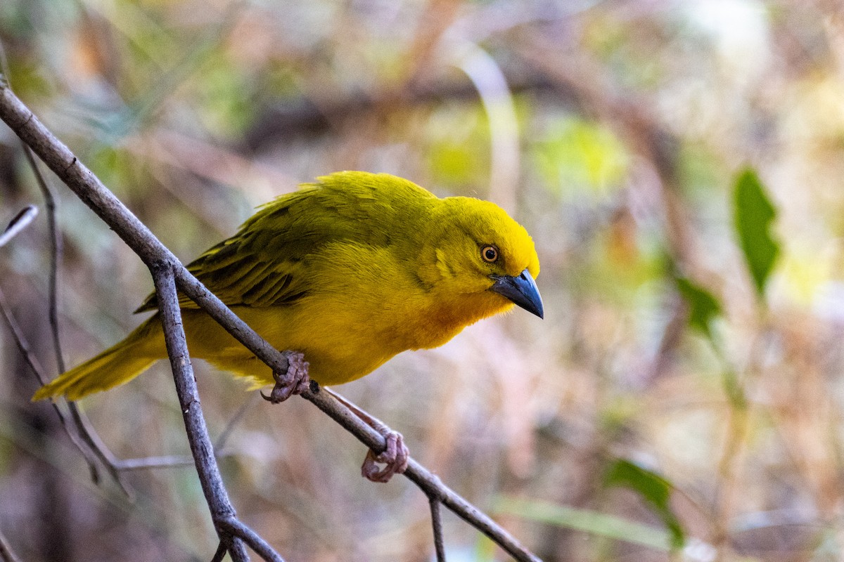 Holub's Golden-Weaver - ML472783261