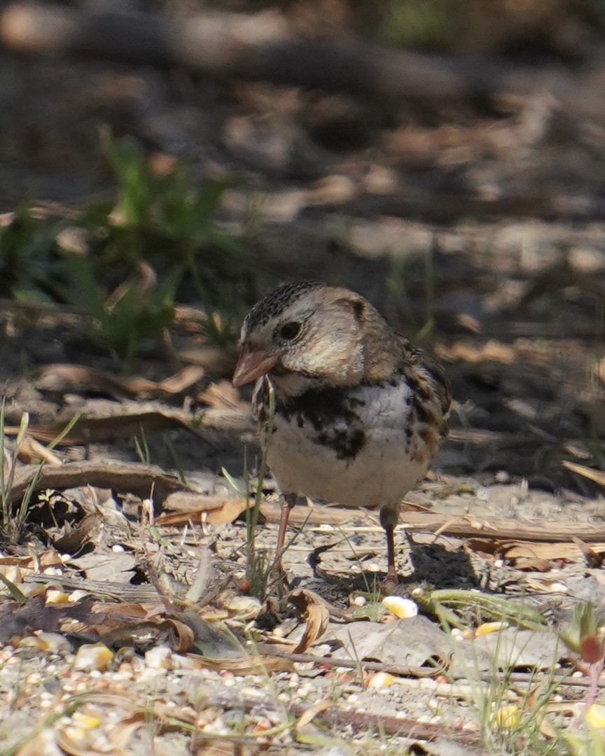 Harris's Sparrow - ML472784761